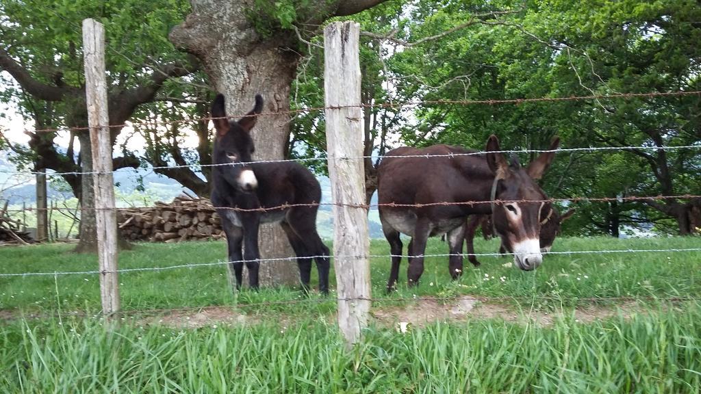Casa Rural Urkulu Landetxea Arechavaleta Zewnętrze zdjęcie